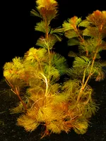 5 Svazků Rote Hairnixe (Cabomba Piauhyensis)