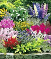 BALDUR-Garten Buntes Staudenbeet 'Multi-Colour', 12 Pflanzen, Staudengarten, Stauden-Sortiment, 3x Rittersporn, Schleierkraut, Phlox, Sonnenhut, Prachtscharte, Astilben, Schafgarbe & Kugeldistel
