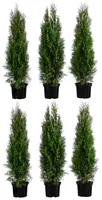 Dehner Thuja Smaragd, für 2 Meter Hecke, ca. 80-100 cm, 6 x 5 l Topf, Heckenpflanze