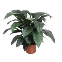 Spathiphyllum Sensation - roślina doniczkowa - 140cm - ø45cm