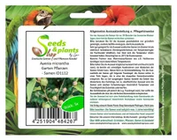 5x Ayenia micrantha Garten Pflanzen - Samen ID1112