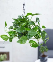 BALDUR Garten Hängepflanze Efeutute, 1 Pflanze, Luftreinigende Zimmerpflanze, unterstützt das Raumklima, Scindapsus, Grünpflanze, mehrjährig - frostfrei halten, Epipremnum pinnatum aureum