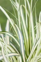 Carex ornithopoda 'Variegata', buntlaubig, ca. 9x9 cm Topf