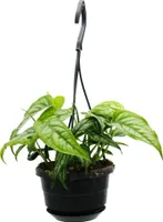 Pflegeleichte Mini-Ampelpflanzen in der 12cm Ampel - Monstera siltepecana - Silbernes Fensterblatt
