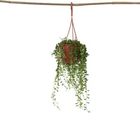 Erbsenpflanze - Senecio rowleyanus - Höhe 10-20cm - ⌀12cm