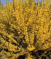 BALDUR Garten Forsythie, 1 Pflanze, Goldglöckchen Goldflieder (Forsythia), Wind- & Sichtschutz, winterhart, blühend, Schnittblume, Forsythia intermedia