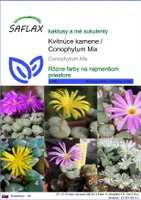 SAFLAX - Kvitnúce kamene / Conophytum Mix - Conophytum Mix - 40 Semená