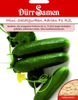 Dürr-Samen - Mini-Gurken Adrian F1 RZ - Saatgut - 1013