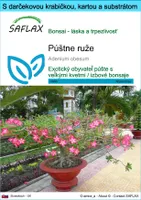 SAFLAX Darčeková sada - púštne ruže - Adenium obesum - 8 Semená - S darčekovou krabičkou, prepravným štítkom, darčekovou kartou a pestovateľským médiom