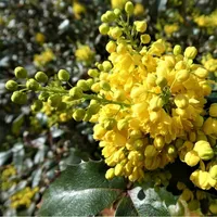 2 x mahónia - Mahonia Aquifolium - nádoba 30-50 cm nádoba 30-50 cm