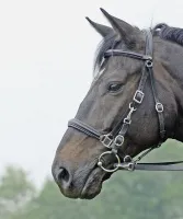 Busse Wanderreittrense SOLIBEL