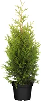 Thuja occidentalis 'Brabant', Lebensbaum, immergrün, 80-100 cm