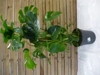 [Palmenlager] - Monstera pertusum - Fensterblatt - 110 cm/Lieferung inkl. Rankhilfe // Zimmerpflanze mit großen Blättern