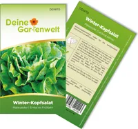 Winter-Kopfsalat Maiwunder Samen - Lactuca sativa - Winter-Kopfsalatsamen - Gemüsesamen - Saatgut für 500 Pflanzen