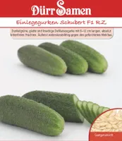 Dürr Samen 4417 Freilandgurke Schubert RZ F1 (Freilandgurkensamen)