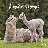 Alpakas und Lamas 2024