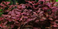 Aquarium Pflanze Ludwigia palustris AquaOne Nr.335B Wasserpflanzen Aquarium