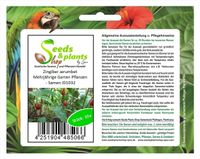 10x Zingiber zerumbet Mehrjährige Garten Pflanzen - Samen ID1032
