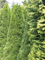 Lebensbaum Thuja Smaragd 100-120 cm, 3x Heckenpflanze