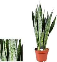 Bogenhanf 80-100 cm Sansevieria zeylanica bessere Raumluft Zimmerpflanze