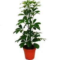 Exotenherz Strahlenaralie Schefflera arboricola  Nora grünlaubig  1 Pflanze pflegeleichte Zimmerpflanze luftreinigend- 12cm Topf
