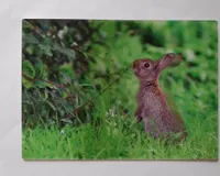 3 D Ansichtskarte Wildkaninchen, Postkarte Wackelkarte Hologrammkarte Tiere Hase Waldtiere