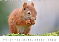 Eichhörnchen Kinder (Wandkalender 2022 DIN A3 quer)