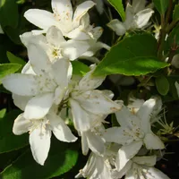 Maiblumenstrauch Deutzia gracilis im 4 Liter Container 30-40 cm