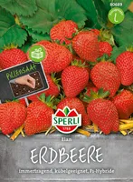Sperli Erdbeeren Elan F1 - Obstsamen