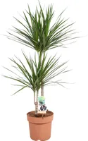 Dracaena Marginata 45-15 XXL-Topf 21cm Höhe 90cm