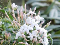 Jasminum polyanthum - Duft - Jasmin - Kletterpflanze - 40-60