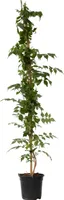 Křivouš Křížený - Campsis taglibuana 'Mme Galen' - Výška 110-120cm - ⌀17cm
