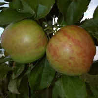 alte IOVIVO Apfelsorten 3er-Set, Apfelbäume