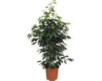 Exotenherz Ficus benjamini Anastasia Birkenfeige 14cm