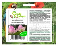 5x Nelumbo nucifera Lotusblume Wasser Garten Pflanzen - Samen B1809