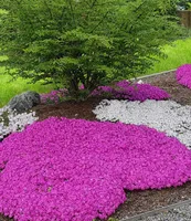 BALDUR Garten Teppichphlox 'Emerald Pink', winterharter Bodendecker 3 Pflanzen Phlox subulata Polsterphlox Polster-Flammenblume Polsterstauden Moosphlox, Phlox subulata, winterhart, bienenfreundlich