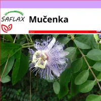 SAFLAX - Mučenka - Passiflora incarnata - 5 semien
