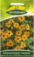 Schwarzäugige Susanne Orange mit Auge
