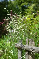 Sanguisorba tenuifolia, Wiesenknopf, ca. 11x11 cm Topf