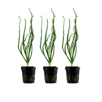Aquarium Pflanze 3 Stück Crinum calamistratum Wasserpflanze Tropica Nr.094A Set