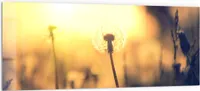 DEQORI Küchenrückwand Glas 125x50 cm 'Pusteblumenwiese' Spritzschutz Bad Rückwand