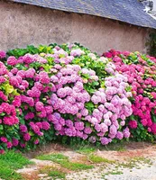 BALDUR Garten Freiland-Hortensien-Hecke 'Pink-rosé',3 Pflanzen, Rosa Bauernhortensie, Hydrangea macrophylla Gartenhortensie winterhart blühende Hecken, für Standort im Schatten geeignet, blühend