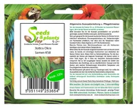 120x Okra Clemson Spineless Xotica Collection Gemüse Pflanzen - Samen K58