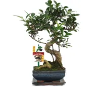 Bonsai Chinesischer Feigenbaum - Ficus retusa - ca. 6 Jahre