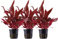 Aquarium Pflanze 3 Stück Alternanthera reineckii Rosanervig AquaOne Nr.323D Set