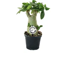 Kleine Wüstenrose, Adenium, Überraschungsfarbe, 14cm Topf