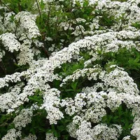 2 x Rispenspiere - Spiraea cinerea 'Grefsheim' - 40-60 cm nádoba 40-60 cm nádoba