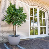 Sinaasappelboom - 225 Cm - Ø40