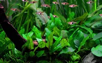 Aquarium Pflanze Cryptocoryne wendtii 'Green' Wasserpflanzen AquaOne Topf Nr.309