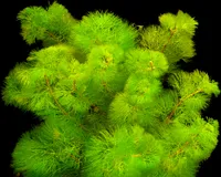 1 Bund Riesen - Haarnixe (Cabomba Aquatica)